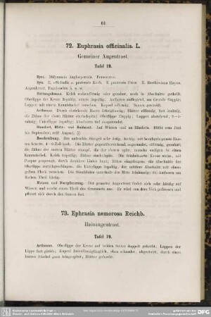 72. Euphrasia officinalis L. Gemeiner Augentrost