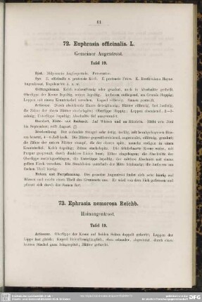 72. Euphrasia officinalis L. Gemeiner Augentrost