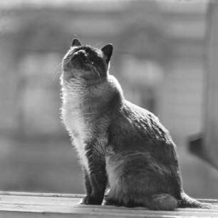 Katze auf der Fensterbank