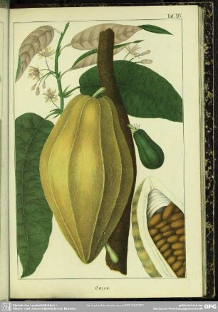 Cacao
