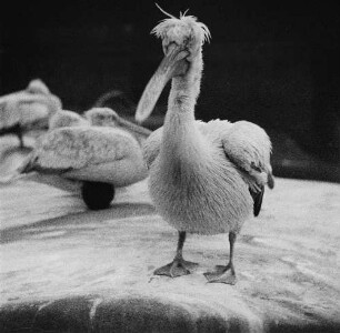 Zootiere. Pelikane im Leipziger Zoo