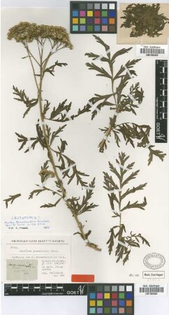 Achillea peucedanifolia Griseb. [syntype]