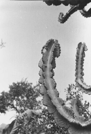Euphorbia (Ost- und Südafrikaexpedition Troll-Wien 1933-1934)
