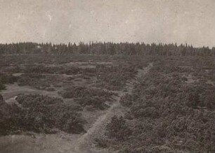 Erzgebirge. Der Große Kranichsee (Velké jeřábí jezero; Hochmoor)
