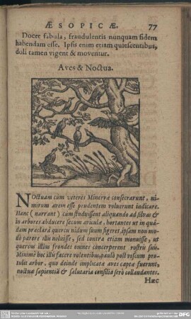 Aves & Noctua