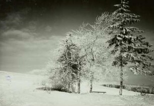 Osterzgebirge, Bergbaurevier Altenberg-Zinnwald, Aschergraben am linken Hang des Schwarzwassertales