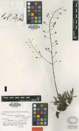 Celsia coronopifolia Boiss. & Balansa [isotype]