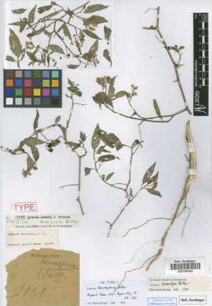 Solanum aloysiifolium Dunal