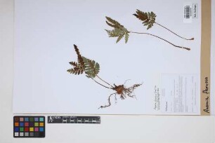 Anemia flexuosa (Sav.) Sw.