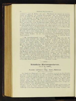 Schädliche Blattwespenlarven. II: