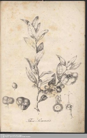Thea Sinensis