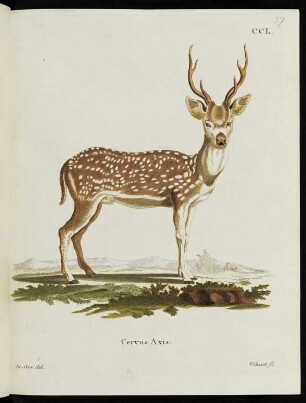 CCL. Cervus Axis.