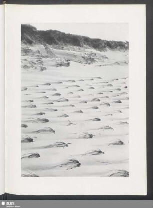 Strandhafergestrüpp im Kampf mit Sand und Wind