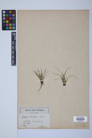 Isoetes echinospora Dur.