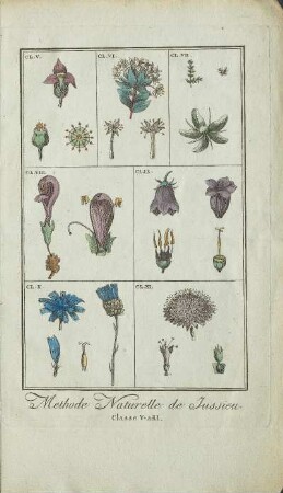 Illustration: Methode Naturelle de Jussieu. Classe V-a-XI.