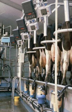 Fotografie: Melktechnik, Melkstand, Fischgrätenmelkstand, Abnahmeautomatik