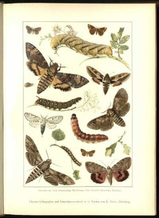 Illustration aus: Korb, Schmetterlinge Mittel-Europas(Theo. Stroefer's Kunstverlag, Nürnberg), Chromo-Lithographie und Schnellpressendruck in 17 Farben von E. Nister, Nürnberg
