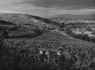 Archivfotografie "kaiserstuhl_ihringen_7770"