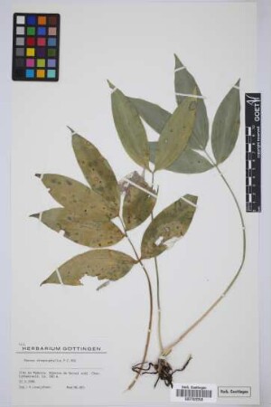 Ruscus streptophyllus Yeo
