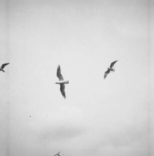 Möwen : Fliegende Möwen
