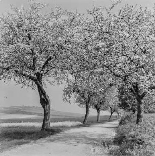 Kreckwitzer Höhen : Landstraße bei Kreckwitz