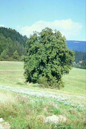 Naturdenkmal: freistehende Roßkastanie in der Flur Wollmerzen