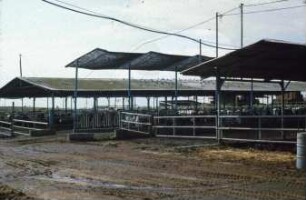 Fotografie: Milchviehhaltung, Liegehalle