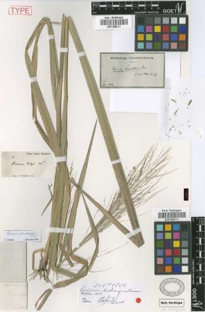 Panicum hirsutum Sw.