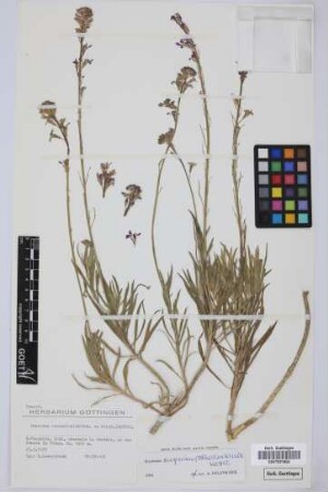 Erysimum scoparium (Brouss. ex Willd.) Wettst.