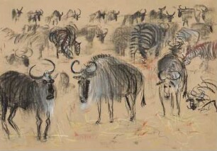 WildebeestZebras im Krater
