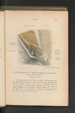 Fig. 482. Hintergrund des äußeren Leistenringes nach Abnahme des M. obliquus externus.