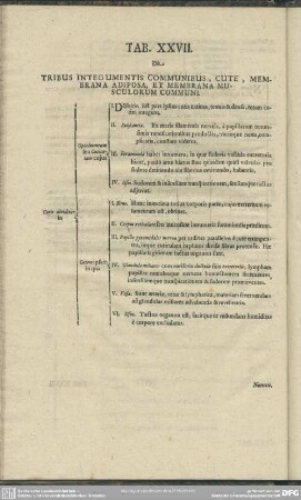 Tab. XXVII. De Tribus Integumentis Communibus, Cute, Membrana Adiposa, Et Membrana Musculorum Communi