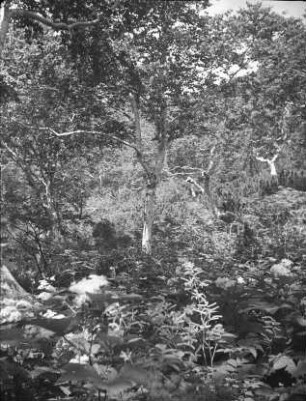 Suzuyayama (heute Pik Chekhova) : Obere Laubwaldzone (Birkenzone)