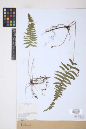 Blechnum