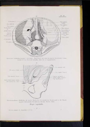 Regio inguinalis.