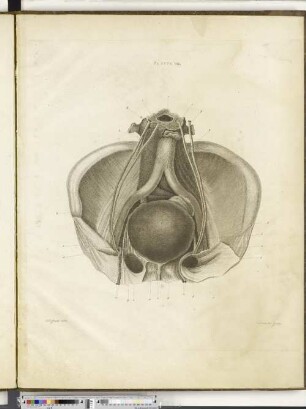 Platte VIII.