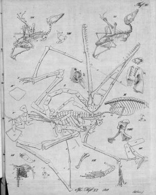 Tafel 20 zu Isis Heft XI. 1819