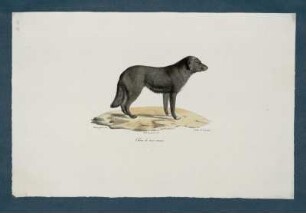 Chien de terre neuve [bis] Monax