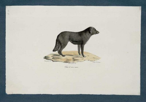 Chien de terre neuve [bis] Monax