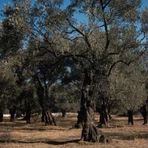 Lesbos. Ölbaumhain. Olivenbaum (Olea europaea)