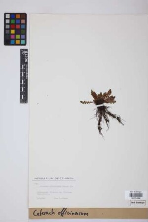 Ceterach officinarum DC.