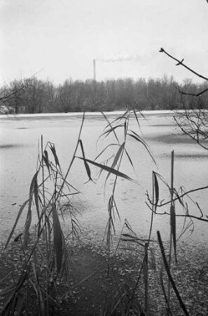 Winter am Altrhein.