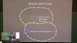 Why plants make puzzle-shaped cells