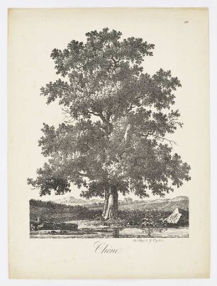 Chênes