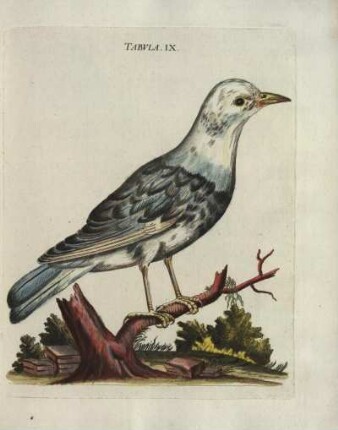 Tabvla. IX.