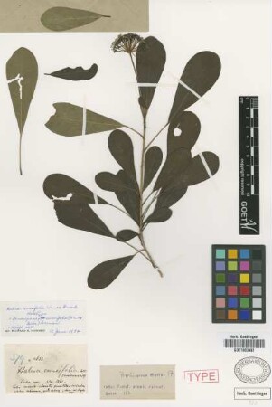 Hedera cuneifolia C.Wright ex Griseb. [holotype]