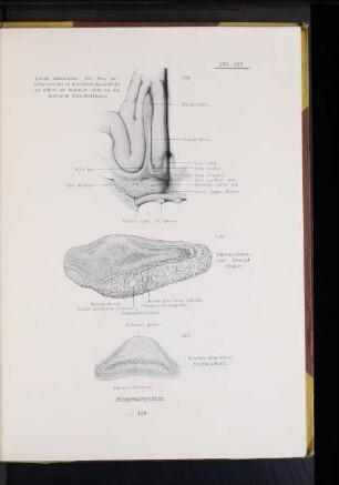 227 Tractus olfactorius, Frontalschnitt.