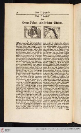 Das V. Capitel. Von denen Bäum- und Kräuter-Steinen