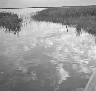 Schilf am Wasser