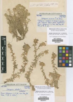 Sphagnum palustre L.